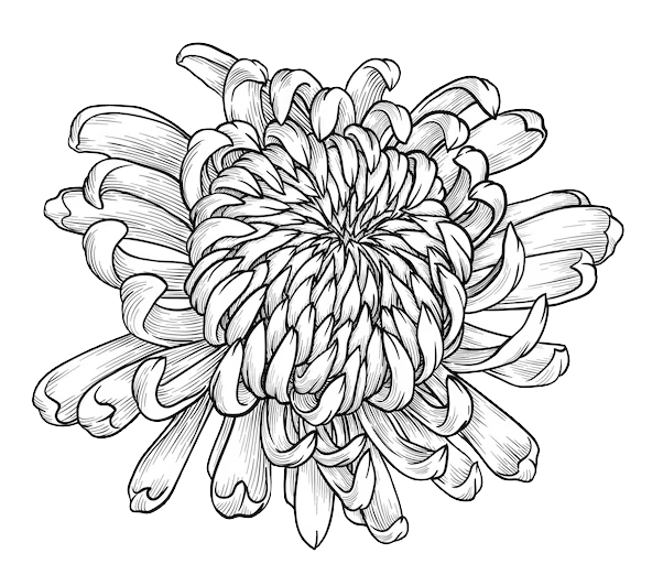 chrysanthème